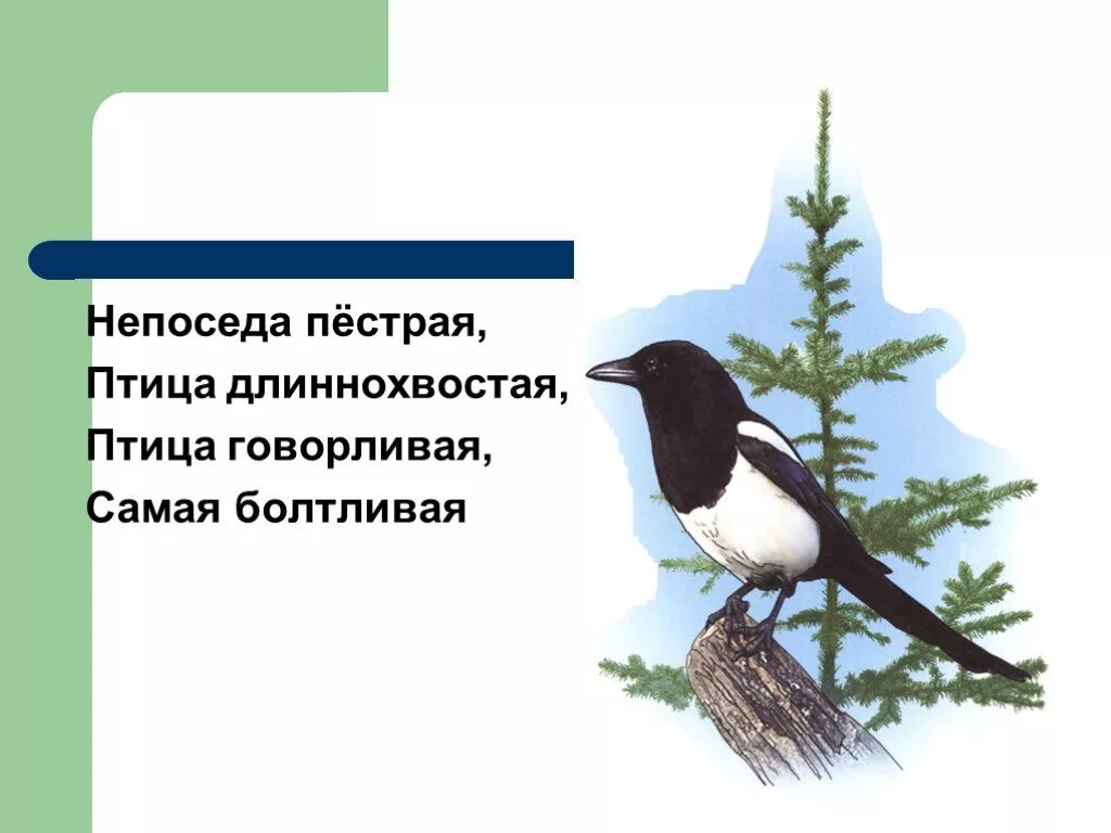 Непоседа пестрая птица длиннохвостая. Самая болтливая птица. Птица длиннохвостая птица говорливая сама болтливая. Похожий рассказ болтливая птичка.