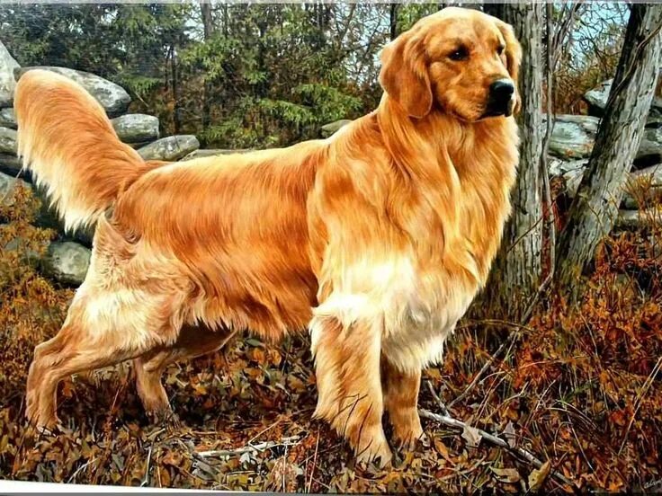 Породы собак ретривер с фотографиями Pin by Juju on Animals Dogs golden retriever, Golden retriever, Retriever puppy