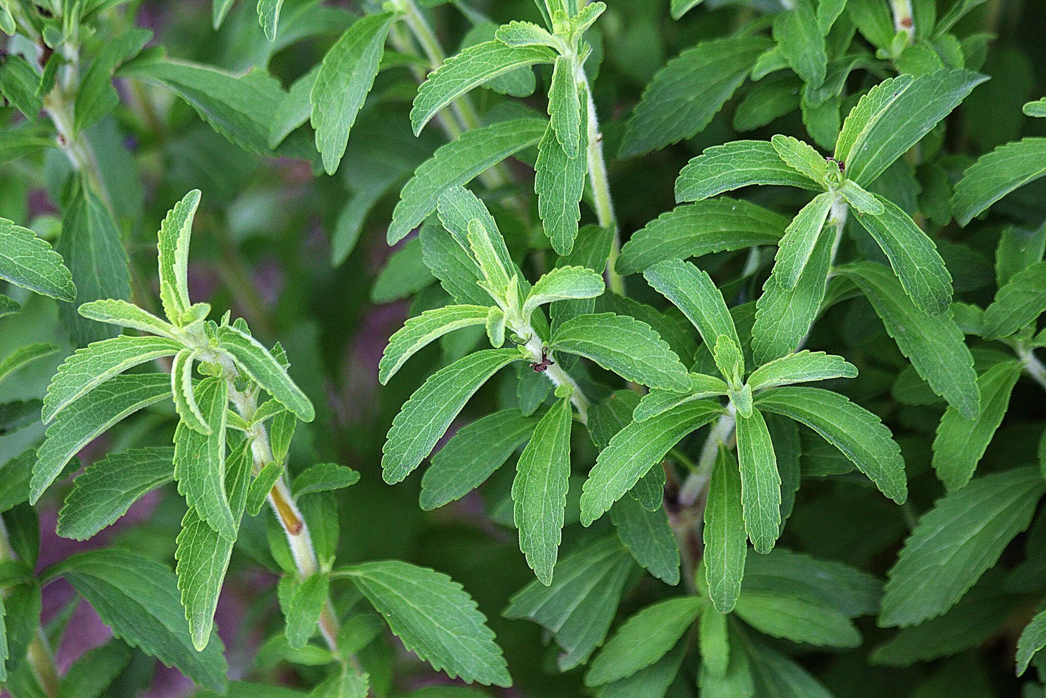 Стевия медовая. Стевия Ребо. Stevia rebaudiana растение. Стевия медовая травка.