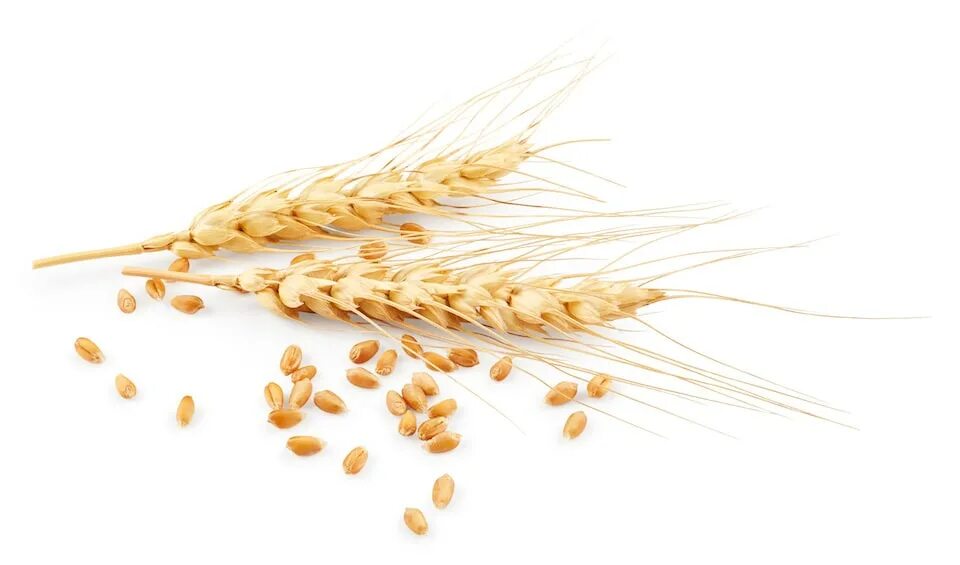 White wheat