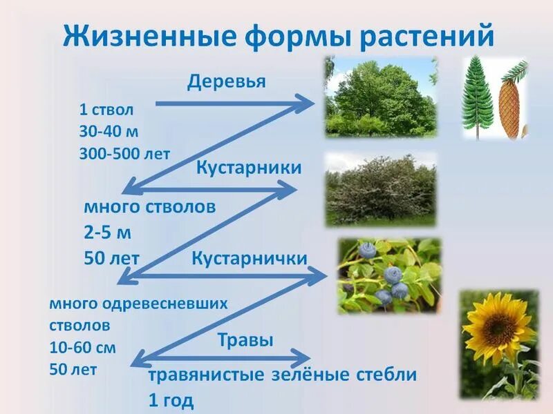 Преобладают жизненные формы деревья и кустарники. Жизненные формы растений таблица. Жизненные формы растений схема. 5 Жизненных форм растений. Жизненные формы растений 6 класс.