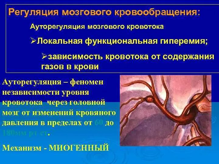 Уровни кровообращения. Ауторегуляции мозгового кровообращения. механизмы ауторегуляции мозгового кровообращения. регуляция мозгового кровотока. локальная функциональная гиперемия в головном мозге.