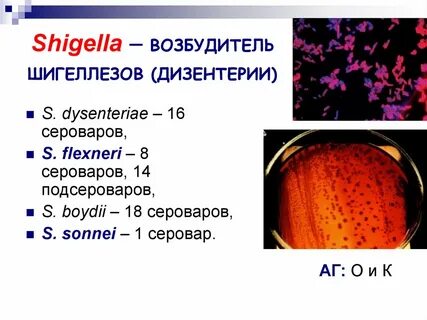 Возбудитель дизентерии