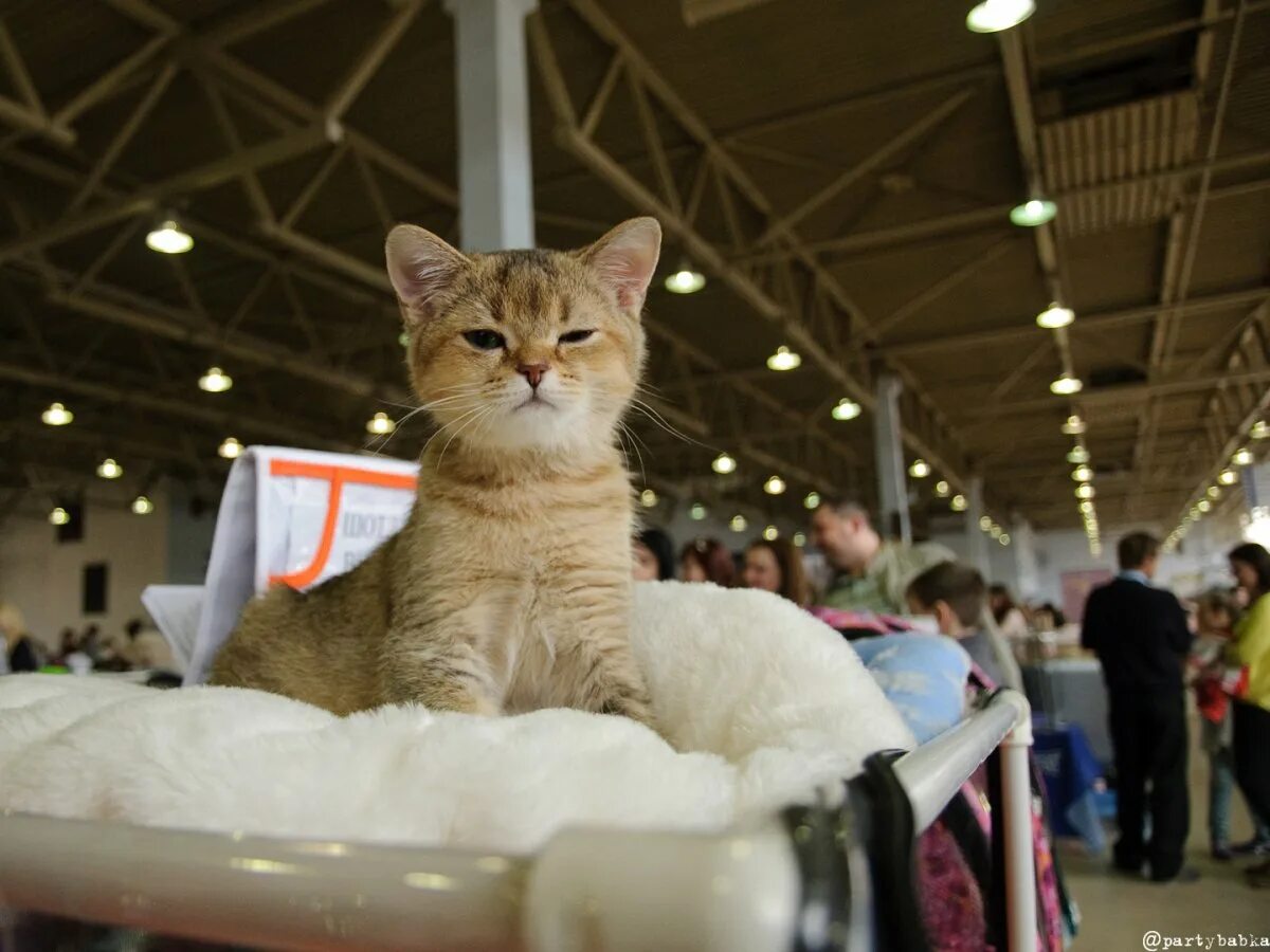 Купить кошку в москве. Выставка котов. Выставка породистых кошек. Выставка кошек в Москве. Выставка кошек ВДНХ.