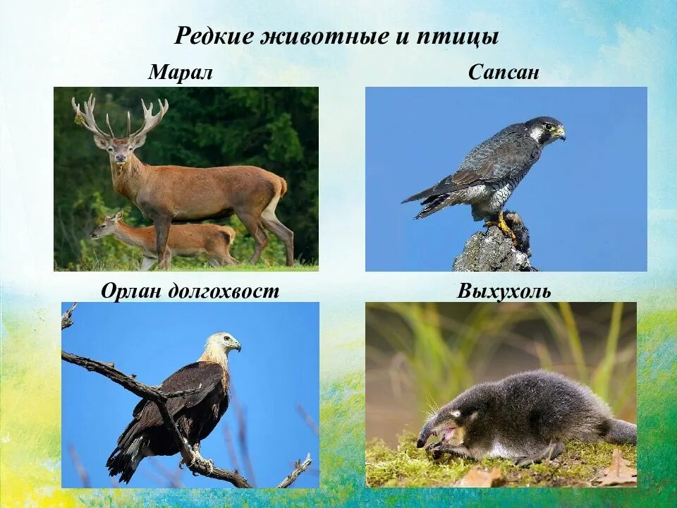 Животные и растения башкортостана. Растительный и животный мир башкортостана. животный мир башкирии. животные и растения башкирии. животные башкортостана презентация.
