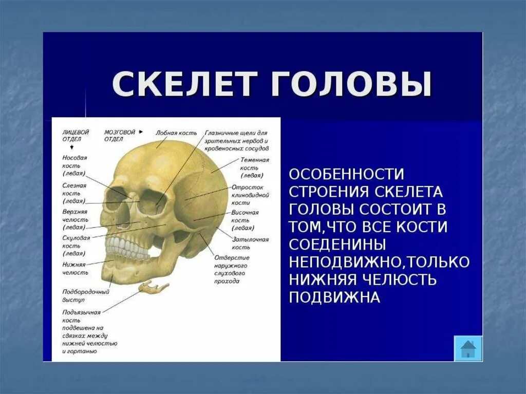 Скелет головы особенности строения