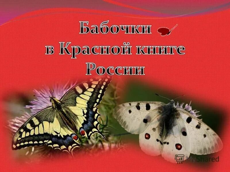 Бабочки россии книга. Бабочки России. Бабочки красной книги России. Бабочки красной книги России фото. Бабочки из красной книги России фото и описание.