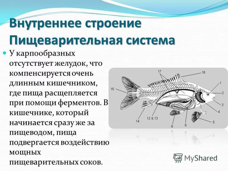 Особенности внешнего строения карпообразных. Особенности внешнего строения карпообразных