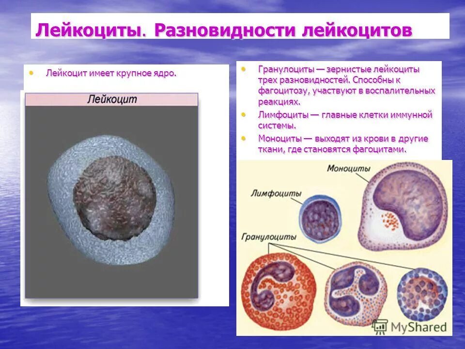 Строение лейкоцитов в крови. Белые кровяные тельца. Клетки крови содержащие гемоглобин называются. Лейкоциты ядро. Лейкоциты в крови человека.
