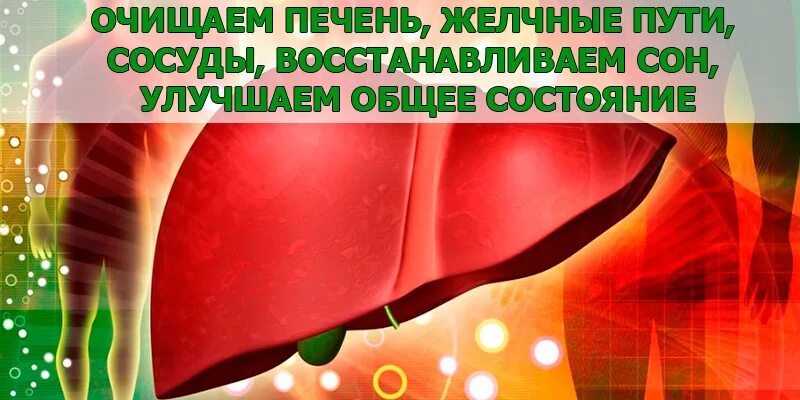 Очистка печени и желчевыводящих. Очистить печень.