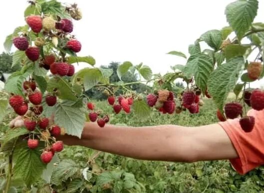 Саженец малины сорта Джоан Джей Саженцы малины, жимолости, крыжовника.. Плодовые