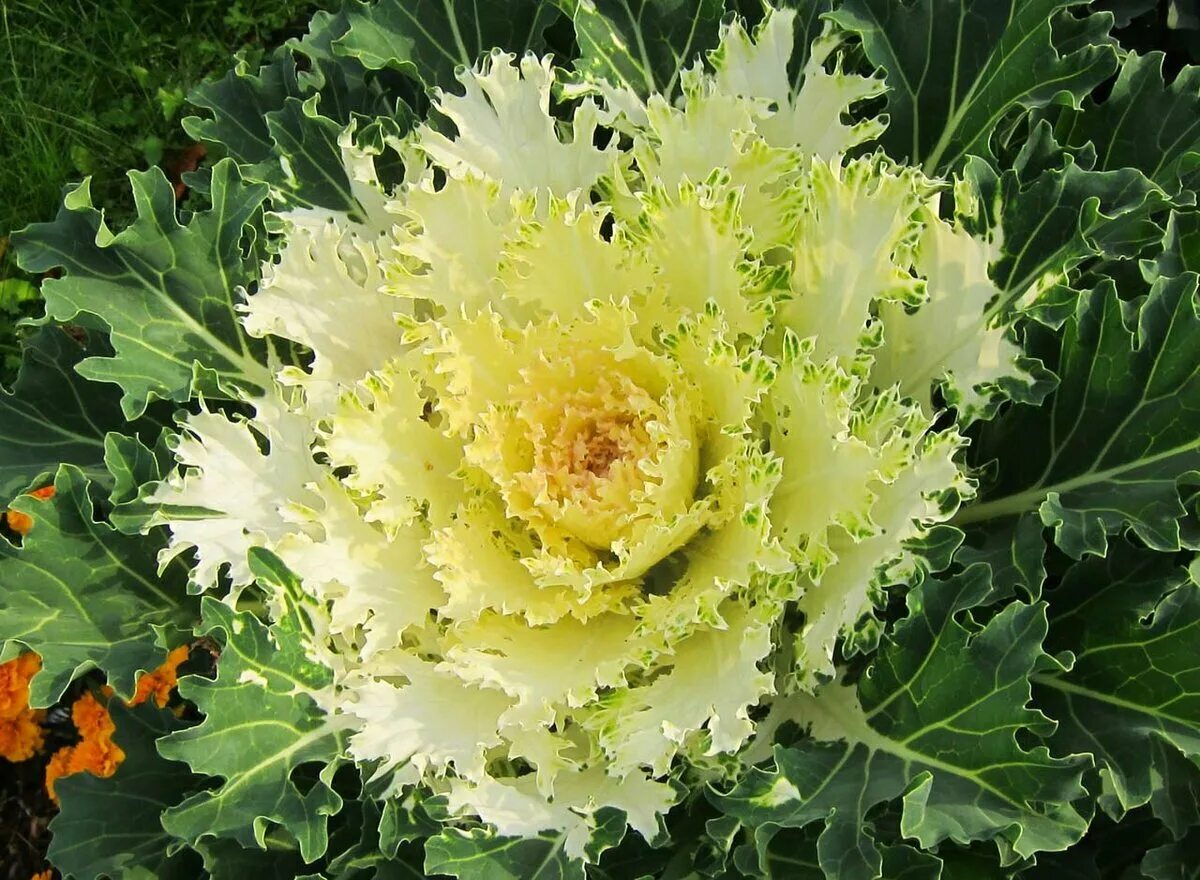 Декоративная капуста Brassica oleracea. Капуста декоративная Брассика Санрайз. Брассика Токио. Брассика Корал Квин. Крестоцветного растения капусты огородной