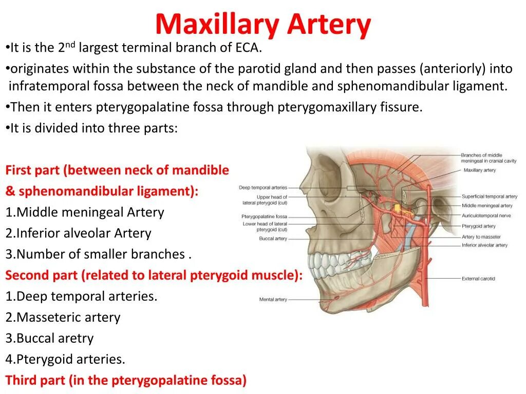 A maxillaris. Maxillary artery. Артерия максилярис. Части arteria maxillaris. Ветви крыловидно-небного отдела arteria maxillaris.