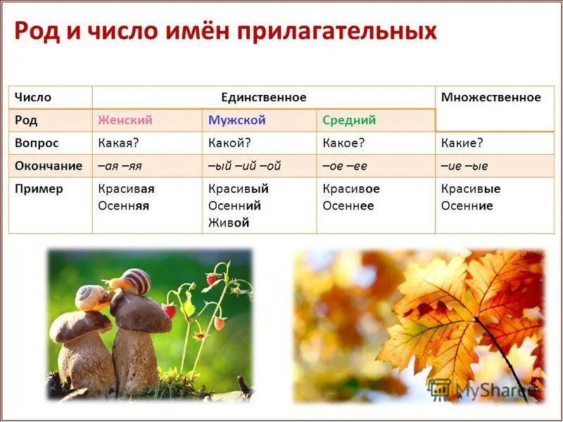 октябрь окончание какое. падежные окончания имён существительных 1 склонения таблица. выделить окончание и основу. окончание по падежам в русском языке таблица. окончание имён существительных 1 2 3 склонения.