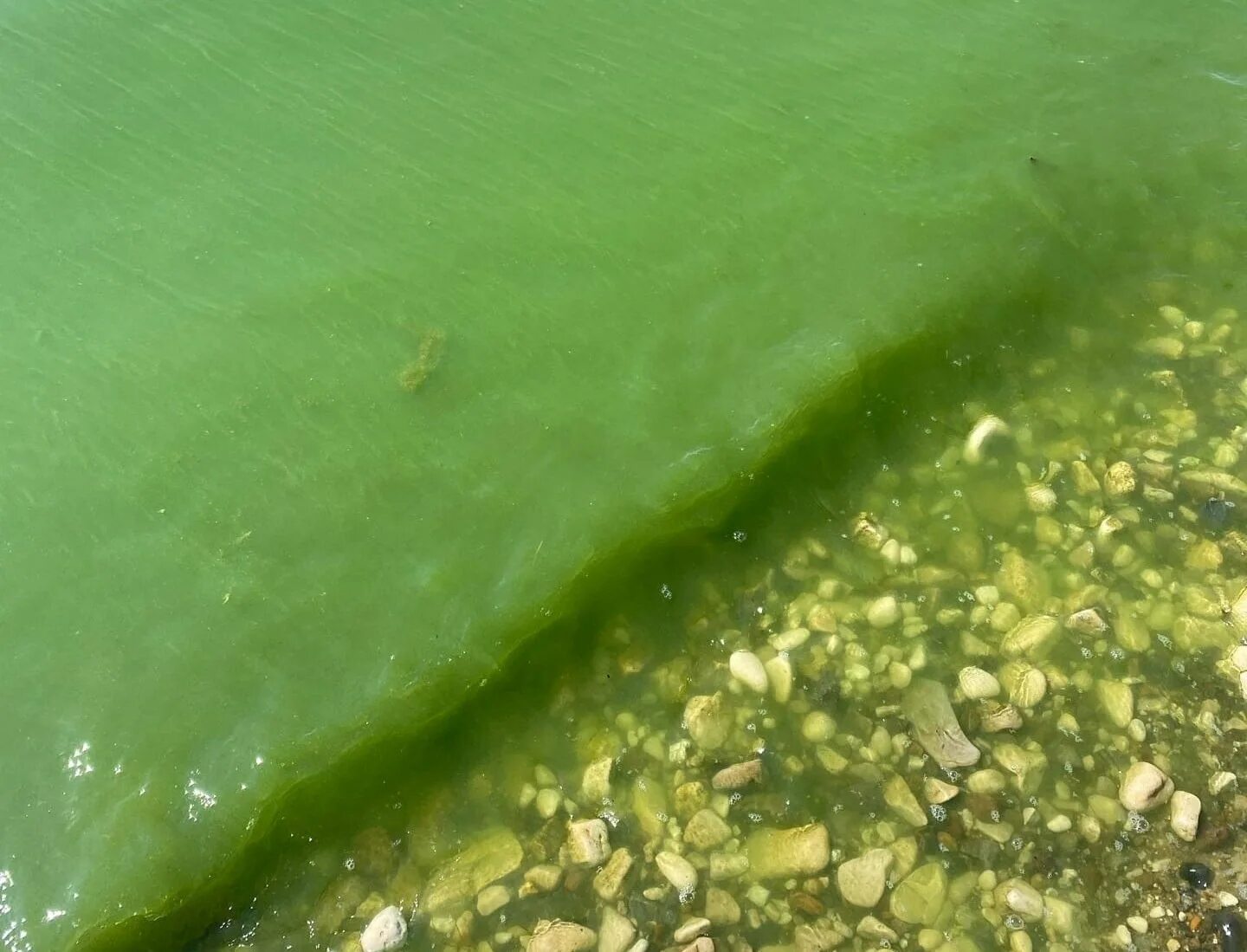 Цветет вода в кубе. Море цветет. азовское море цветет.
