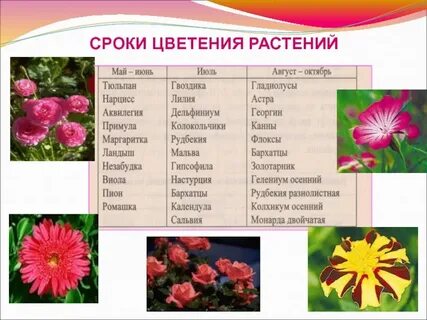 Зацвела какое окончание