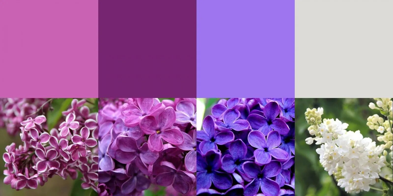 Фиолетовые цветы. Сиреневый и фиолетовый палитра. Сирень оттенки цветов. Цветовые палитры пурпл. Розово сиреневая палитра.