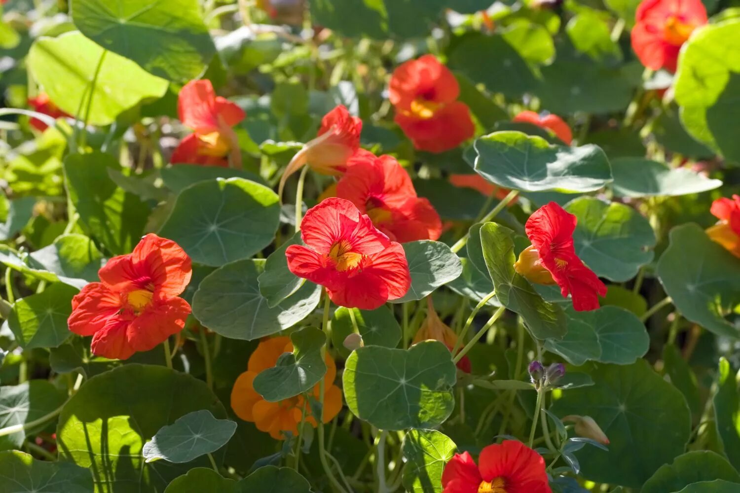 Настурция девичья краса. Настурция мунлайт. настурция tropaeolum majus l. настурция махровая.
