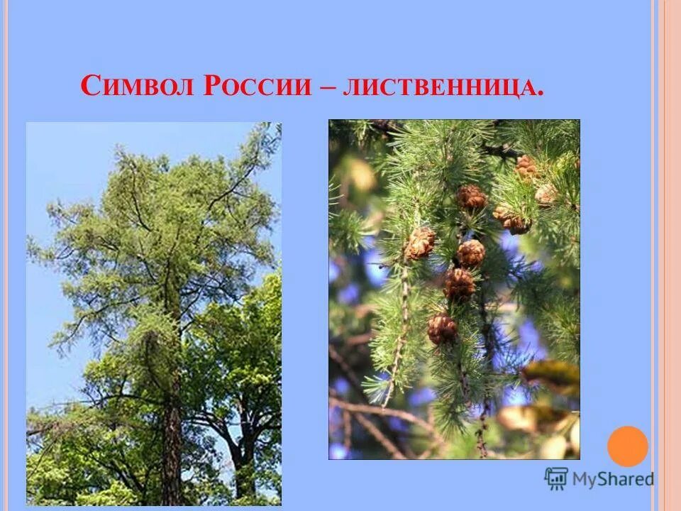 Загадка про лиственницу