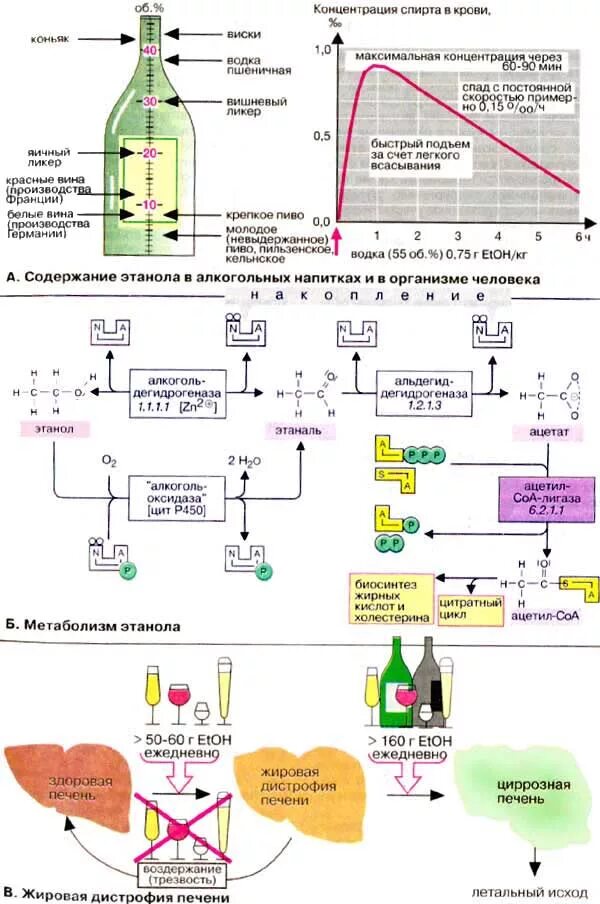 Утилизация спирта в организме человека биохимия. Метаболизм этилового спирта в печени биохимия. Алкоголь биохимия в организме. Алкогольные реакции