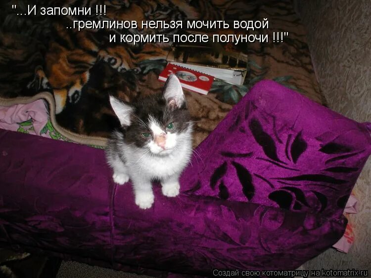 3 дня нельзя мочить. Нельзя мочить гремлинов водой. не мочить и не кормить после полуночи.