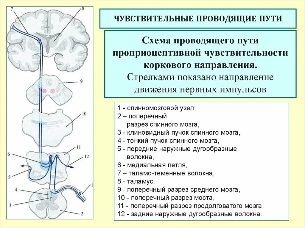 Проводящие системы головного мозга. Путь проприоцептивной чувствительности коркового направления. Проводящие пути проприоцептивной чувствительности. Проводящие пути поверхностной чувствительности схема. Проводящие пути температурной чувствительности схема.