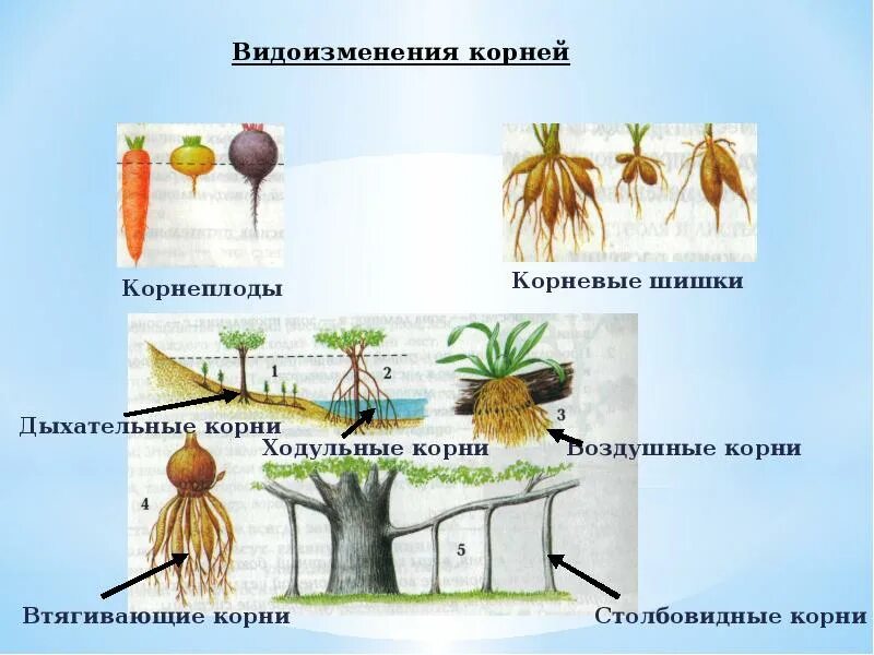 Ходульные корни видоизменения.