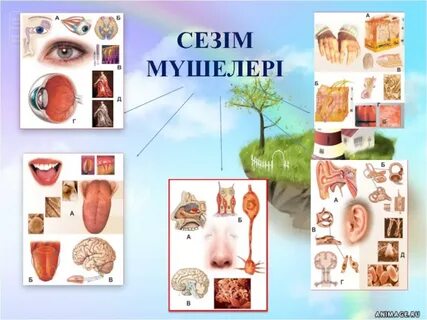 Желідегі жалаңаш қыздың видеосы