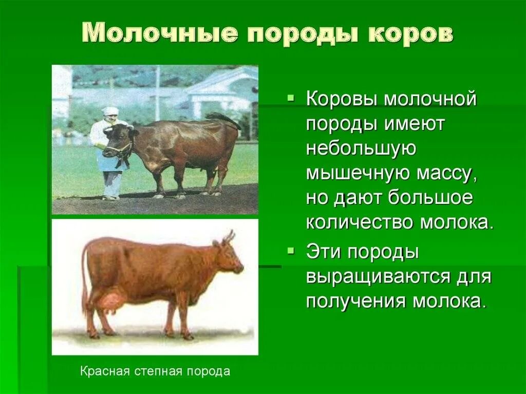 Породы коров названия. Породы мясо-молочного направления продуктивности КРС. Породы КРС молочного направления продуктивности. Породы коров молочного направления молочного направления. Молочные породы КРС.