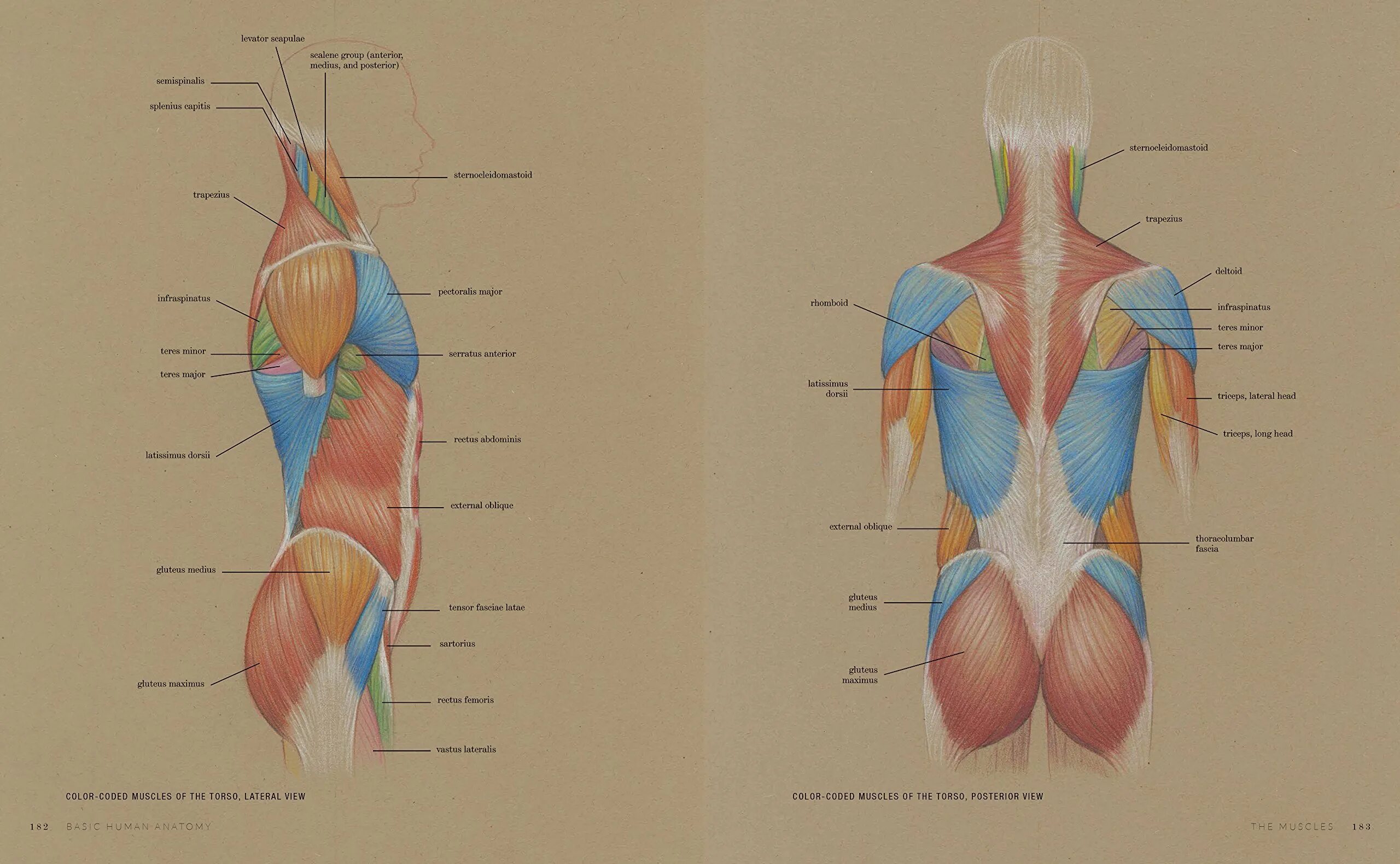 Органы в пояснице. Анатомия человека. Органы человека со спины. Строение органов человека со спины.