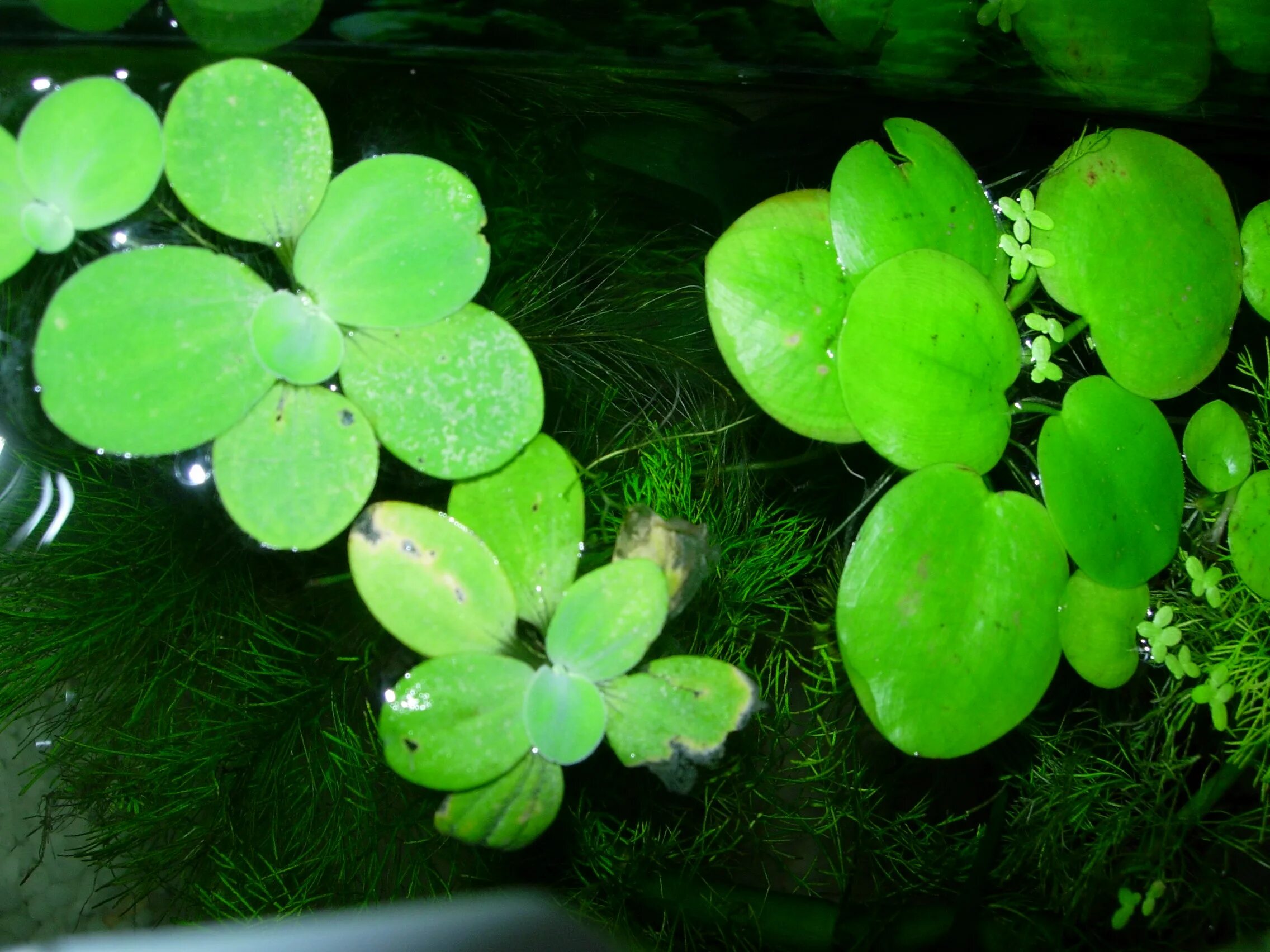 Penn-plax растение мосс, оранжево-розовое светящееся 16 см. водный цветок 5 на букву а. цветок аква. Aqua flowers. растения для аквариума.