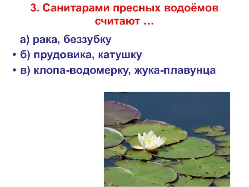 Санитары пресных водоемов. Санитарами пресных водоемов считаются. Санитар пресных вод. Санитар водоема 4 класс. Окружающий мир жизнь пресных водах