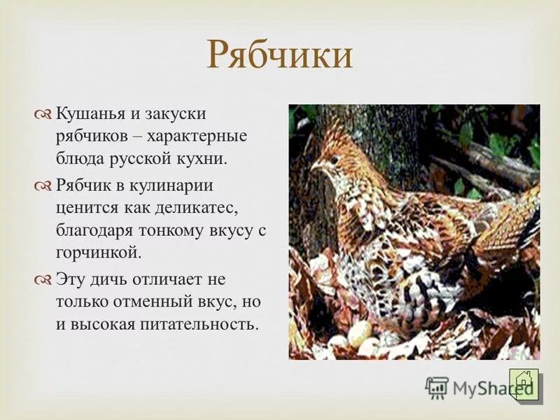 рябчик описание. рябчик информация для детей. рябчик краткое описание. птицы тайги рябчик. рябчик информация для детей.