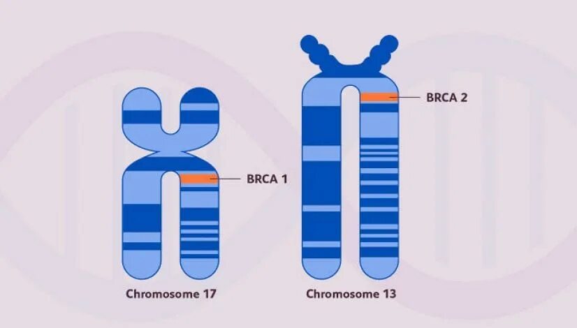 Мутация гена brca 2. Мутация гена brca1. мутация генов brca1 и brca2. ген мутации brca 1 и 2. brca мутации.
