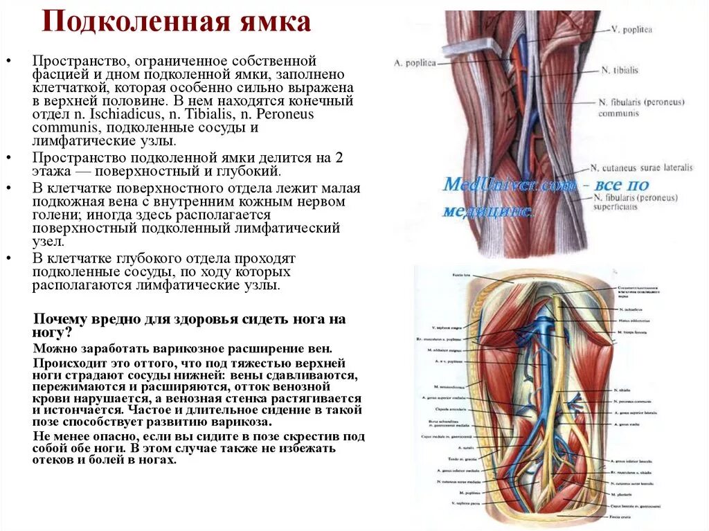 Гунтеров канал. Сосуды подколенной ямки анатомия. Подкожная клетчатка подколенной ямки. Подколенная Вена топография. Подколенная ямка топографическая анатомия.