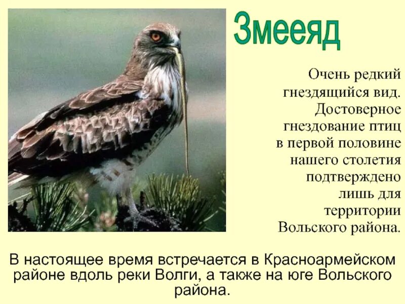 Птицы Саратовской области занесенные в красную книгу. Редкие птицы Саратовской области. Птицы Саратовской области описание. Краснокнижные птицы Саратовской области.