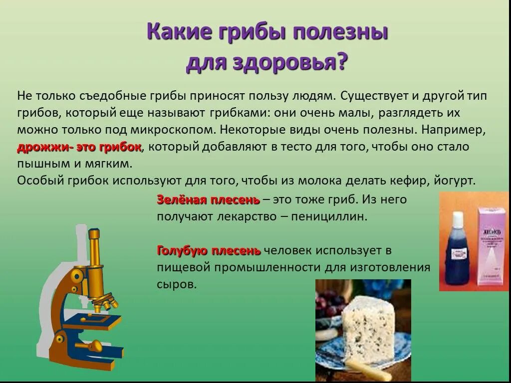 Грибы используются для получения. Какие грибы используют в пищевой промышленности. полезные грибы для промышленности. какие грибы используют для производства сыров. для чего используют грибы в промышленности.