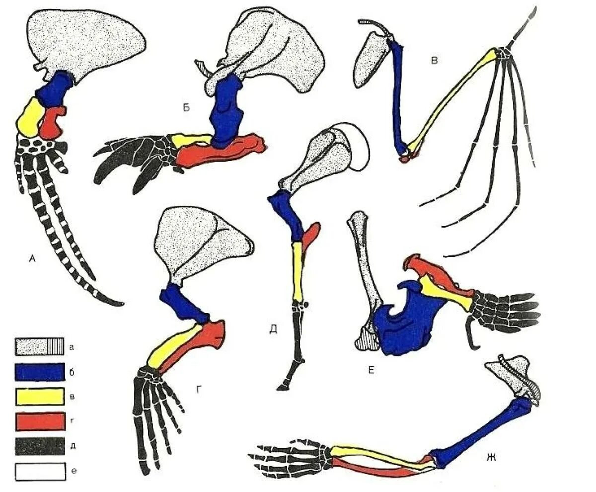 Скелет пояса передних конечностей млекопитающих. Конечности млекопитающих. Строение передней конечности. Эволюция конечностей. Эволюция конечностей у млекопитающих.