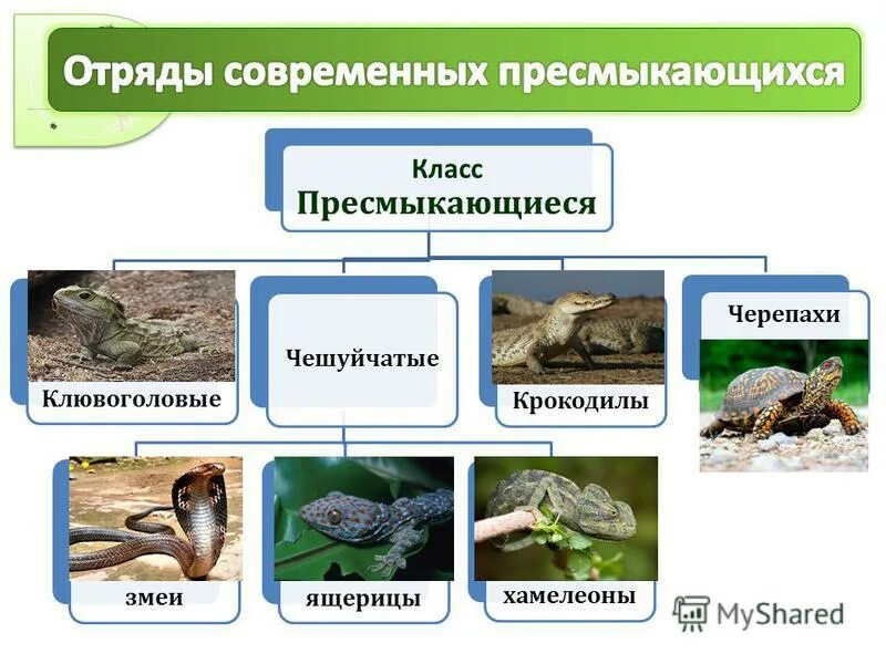 Класс пресмыкающиеся 7 класс вариант 2