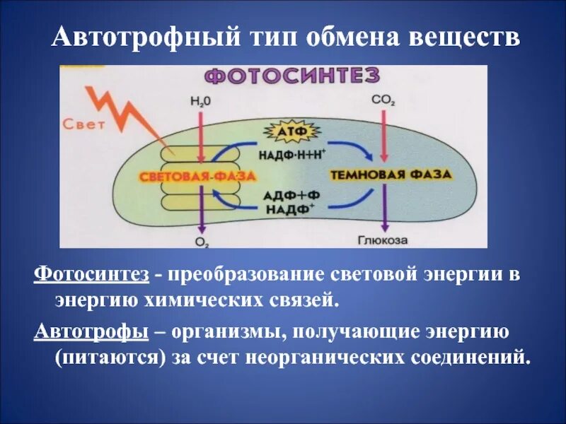 Различия в обмене веществ. Автотрофный Тип обмена веществ. Тип обмена веществ фотосинтеза. Обмен веществ фотосинтез. Типы обмена веществ автотрофный и гетеротрофный.