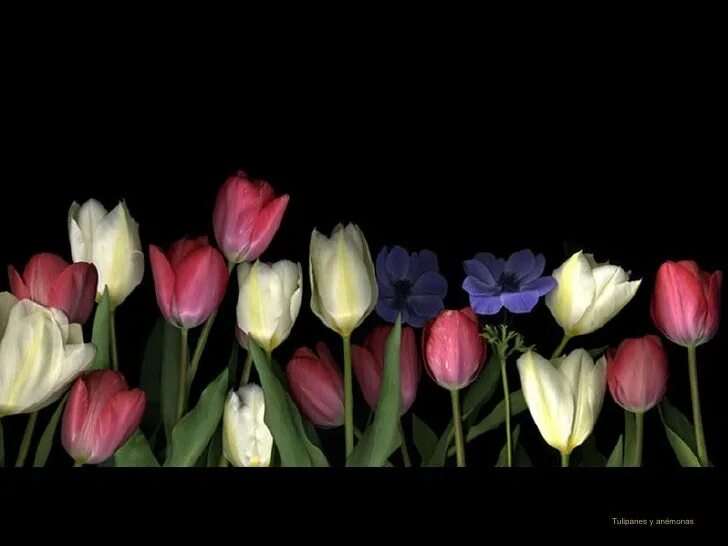 Файл tulip gif был выложен в интернете. Раскрывающийся тюльпан анимация. gif тюльпаны распускаются. цветы тюльпаны гифки. тюльпан раскрывается гиф.