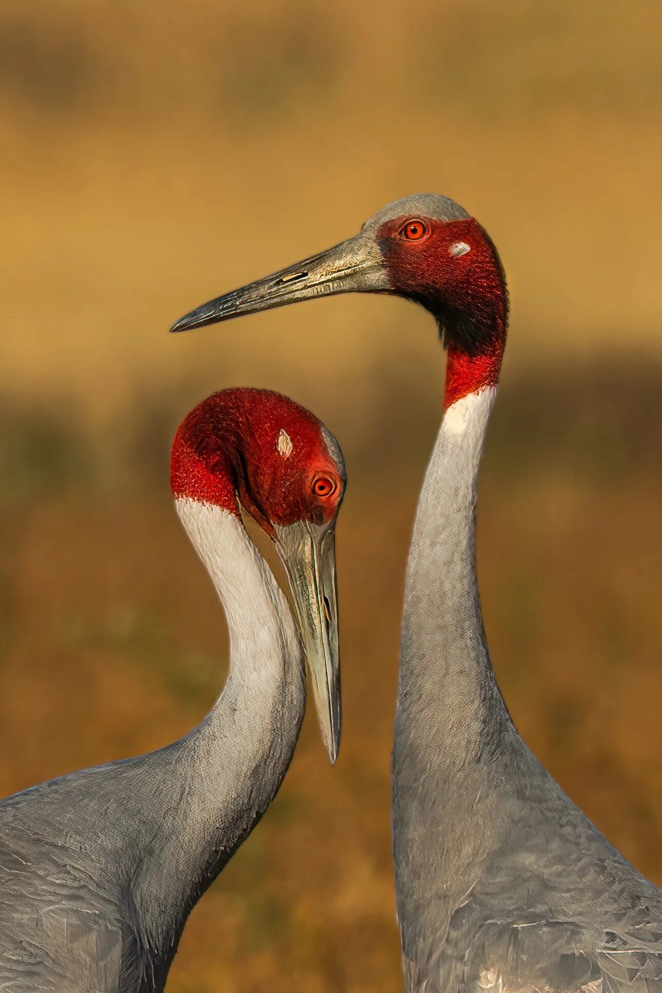 Sarus crane. Серёжчатый журавль. Индийский журавль. Индийский журавль. Журавль антигона.