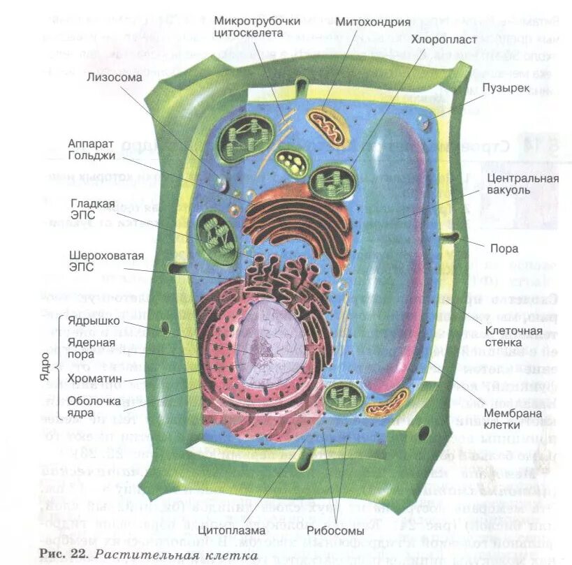Строение растительной клетки растения. Строение клетки растения 9 класс биология. Структура растительной клетки рисунок. Строение растительной клетки 9 класс биология.