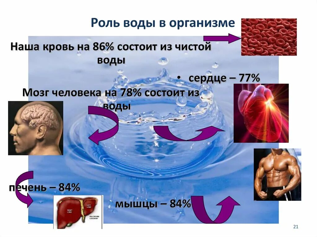 Роль воды в организме. Пвода и организм человека. Вода в жизнедеятельности человека. Роль воды в организме челове.