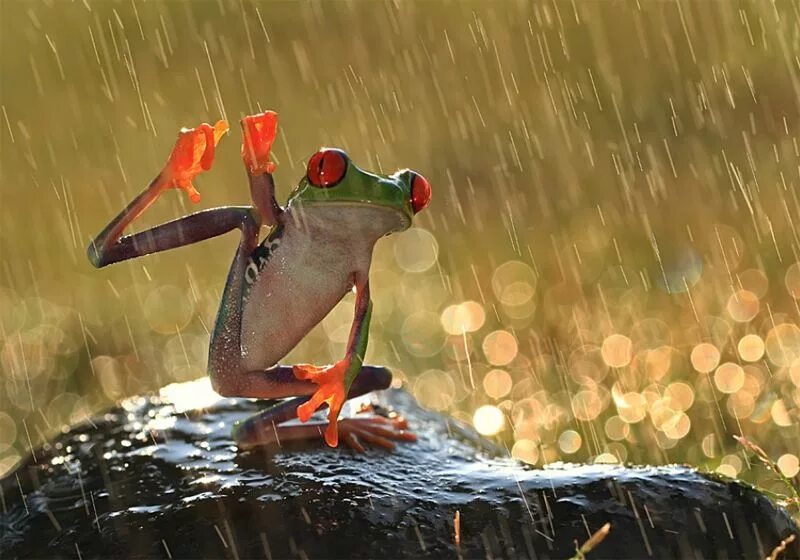 Rain animals. Лягушка под дождем. Животные под дождем. Лягушонок под дождем. Лягушка дождь.