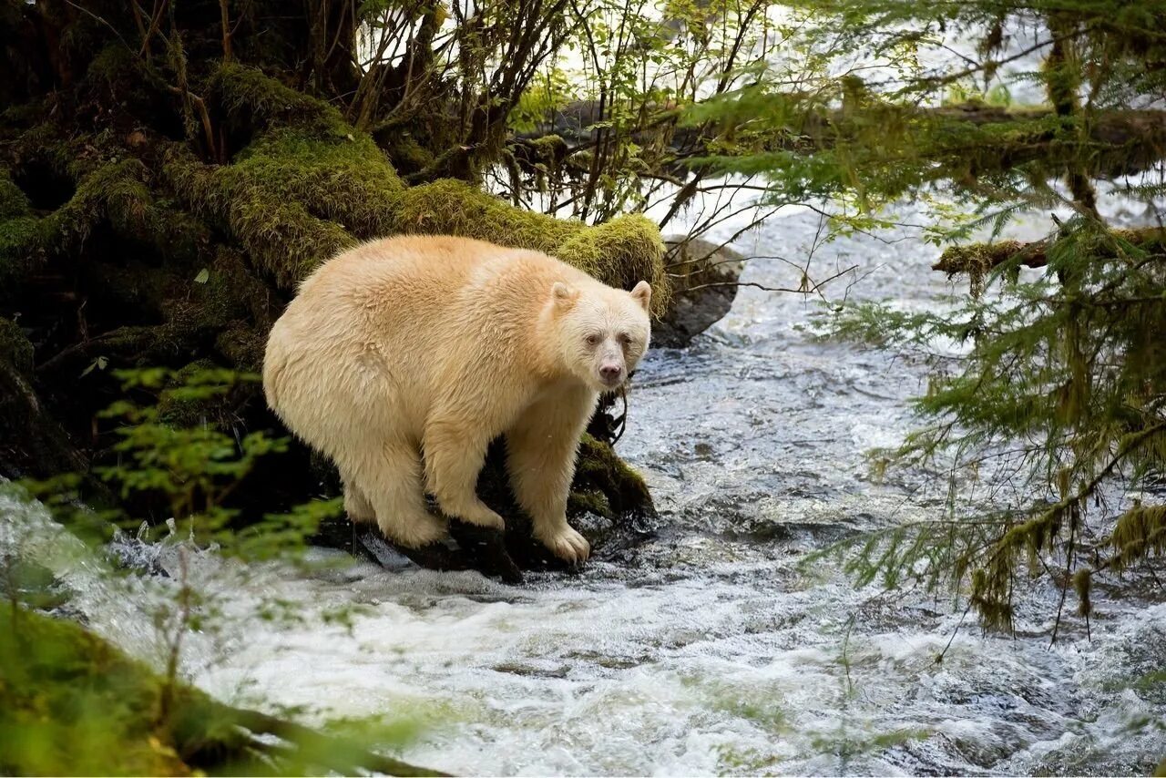 Кермодский медведь (ursus americanus kermodei). Медведь грыщлм альбинос. Американский черный медведь барибал. Медведь гризли альбинос. Полярный медвежонок.
