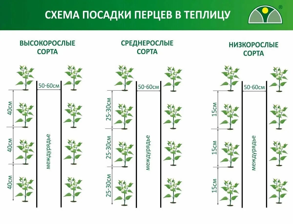 Как посадить огурцы перец в теплице. Схема высадки рассады перца в открытый грунт. Схема высадки рассады перца в теплицу. Схема посадка перца в теплицу. Схема высадки рассады огурцов в теплицу из поликарбоната.