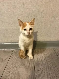 Двухмесячный котенок