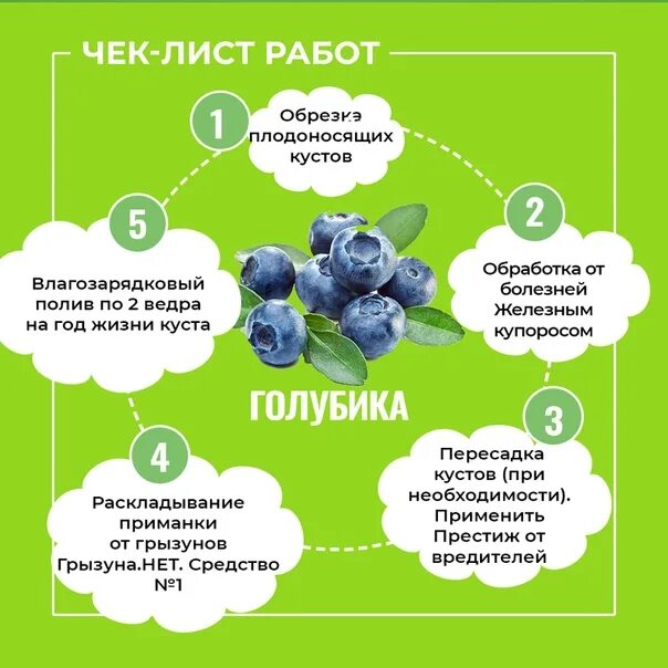 Как сохранить голубику до посадки