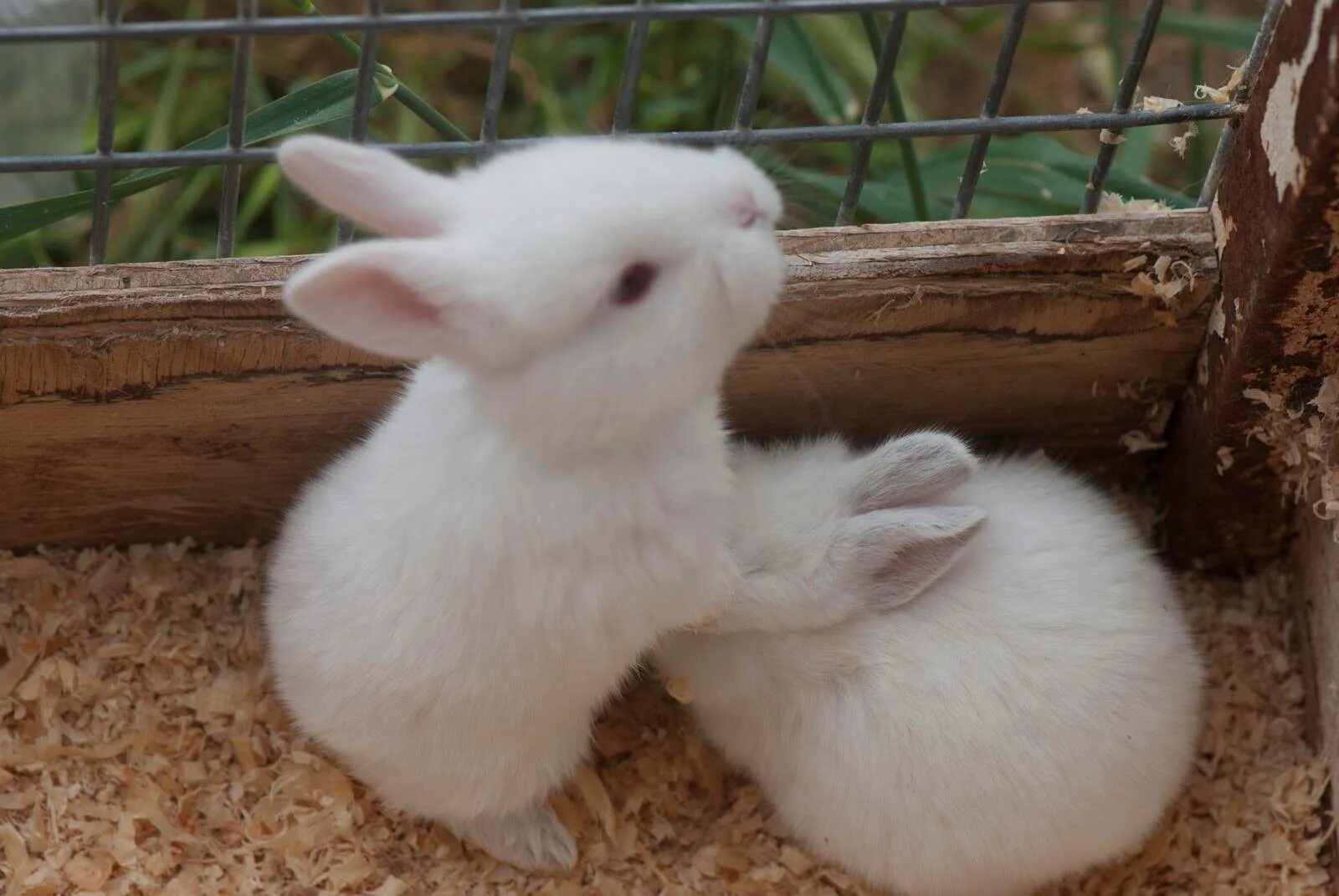 Где сейчас кролик. Карликовый Русак кролик. Белый кролик. Белый декоративный кролик. Домашние животные кролик.